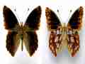 Issoria lathonia (abberations, recto-verso) (Internet Image property of respective owner, non-commercial use only)